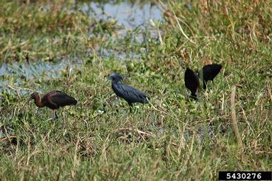 black heron, Egretta ardesiaca  (Ciconiiformes: Ardeidae) - 5430276