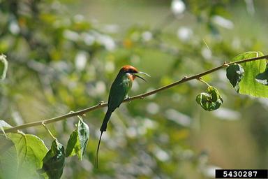 Bohm's bee-eater, Merops boehmi  (Coraciiformes: Meropidae) - 5430287