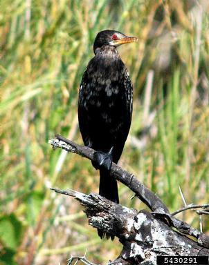 reed cormorant, Phalacrocorax africanus  (Ciconiiformes: Phalacrocoracidae) - 5430291