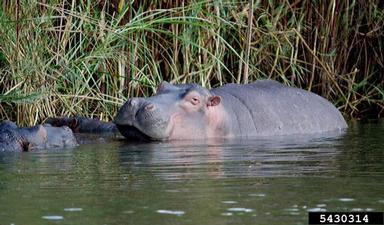 hippopotamus, Hippopotamus amphibius  (Artiodactyla: Hippopotamidae) - 5430314