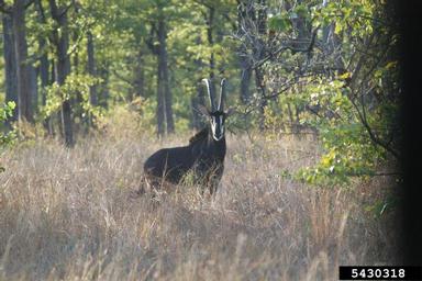 sable antelope, Hippotragus niger  (Artiodactyla: Bovidae) - 5430318