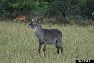 waterbuck, Kobus ellipsiprymnus  (Artiodactyla: Bovidae) - 5430324
