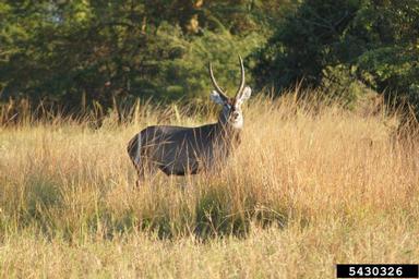waterbuck, Kobus ellipsiprymnus  (Artiodactyla: Bovidae) - 5430326