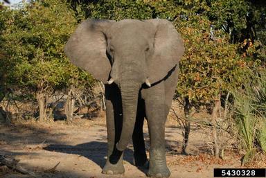 African Elephant, Loxodonta africana  (Proboscidea: Elephantidae) - 5430328