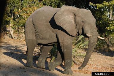 African Elephant, Loxodonta africana  (Proboscidea: Elephantidae) - 5430330