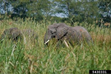 African Elephant, Loxodonta africana  (Proboscidea: Elephantidae) - 5430331