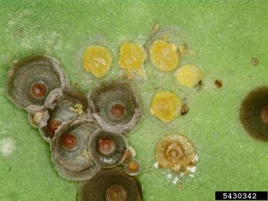 Florida red scale (Chrysomphalus aonidum ) on holly (Ilex spp. ) - 5430342