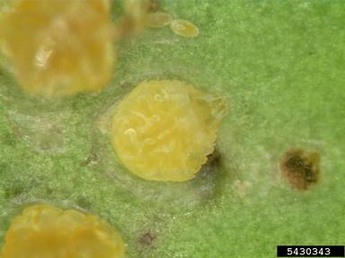 Florida red scale (Chrysomphalus aonidum ) on holly (Ilex spp. ) - 5430343