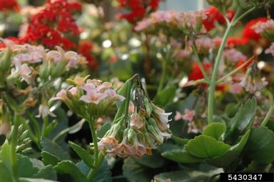 gray molds (Botrytis spp. ) on widow's-thrill (Kalanchoe spp. ) - 5430347