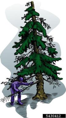 pruning (general),    - 5430412