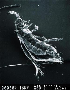 introduced basswood thrips, Thrips calcaratus  (Thysanoptera: Thripidae) - 5430449