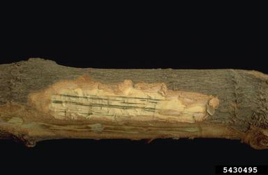 Verticillium wilt (Verticillium dahliae ) on maple (Acer spp. ) - 5430495