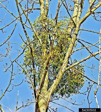 European mistletoe (Viscum album ) on black cottonwood (Populus balsamifera ssp. trichocarpa) - 5430502