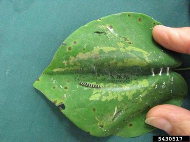 redbud leaffolder (Fascista cercerisella ) on redbud (Cercis spp. ) - 5430517
