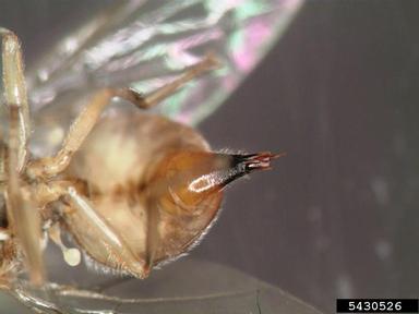 olive fruit fly, Bactrocera oleae  (Diptera: Tephritidae) - 5430526