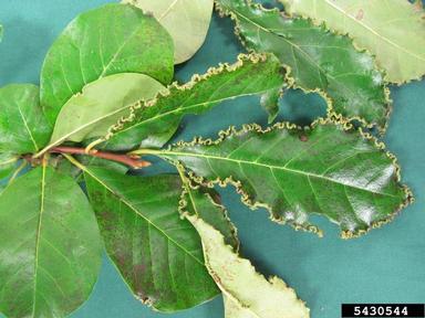 Eriophyid mite (  ) on blackgum (Nyssa sylvatica ) - 5430544