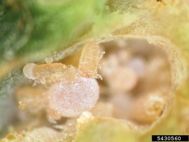 eastern spruce gall adelgid (Adelges abietis ) on spruce (Picea spp. ) - 5430560