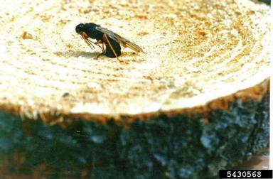 Sirex woodwasp (Sirex noctilio ) on tall lodgepole pine (Pinus contorta var. latifolia) - 5430568