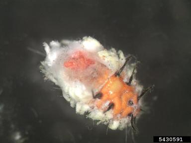 cottony cushion scale, Icerya purchasi  (Hemiptera: Margarodidae) - 5430591