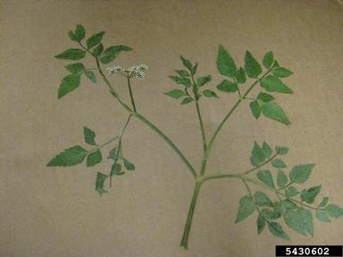 Java waterdropwort, Oenanthe javanica  (Apiales: Apiaceae) - 5430602