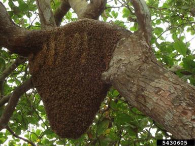 Africanized honey bee, Apis mellifera adansoni (Hymenoptera: Apidae) - 5430605