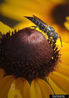 cuckcoo bee, Coelioxys modesta  (Hymenoptera: Megachilidae) - 5430626