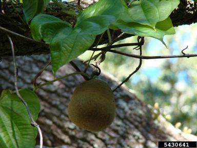air-potato, Dioscorea bulbifera  (Dioscoreales: Dioscoreaceae) - 5430641