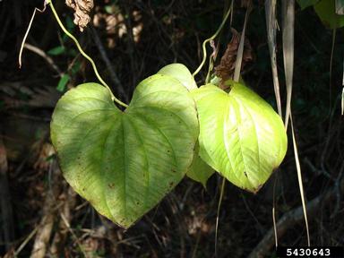 air-potato, Dioscorea bulbifera  (Dioscoreales: Dioscoreaceae) - 5430643
