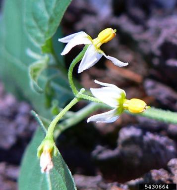 black nightshade, Solanum nigrum  (Solanales: Solanaceae) - 5430664