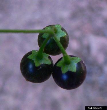 black nightshade, Solanum nigrum  (Solanales: Solanaceae) - 5430665