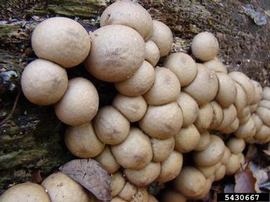 puffball, Lycoperdon pyriforme  (Agaricales: Agaricaceae) - 5430667