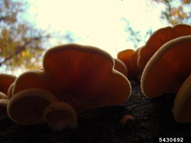 mock oyster, Phyllotopsis nidulans  (Agaricales: Tricholomataceae) - 5430692