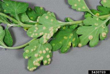chrysanthemum white rust (Puccinia horiana ) on florist's daisy (Chrysanthemum x morifolium ) - 5430720