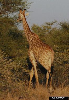 giraffe, Giraffa camelopardalis  (Artiodactyla: Giraffidae) - 5430737