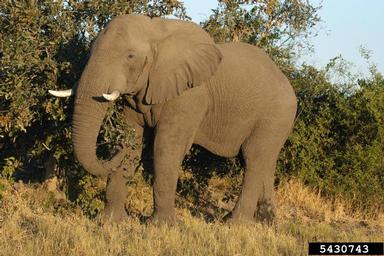 African Elephant, Loxodonta africana  (Proboscidea: Elephantidae) - 5430743