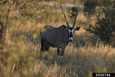 gemsbok, Oryx gazella  (Artiodactyla: Bovidae) - 5430746