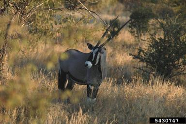 gemsbok, Oryx gazella  (Artiodactyla: Bovidae) - 5430747