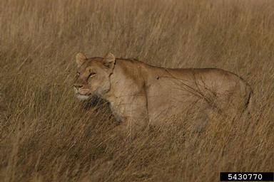 lion, Panthera leo  (Carnivora: Felidae) - 5430770