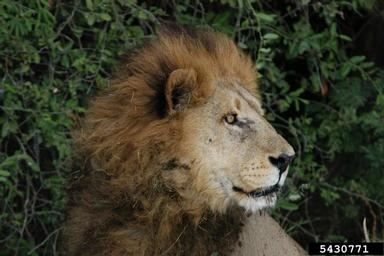 lion, Panthera leo  (Carnivora: Felidae) - 5430771