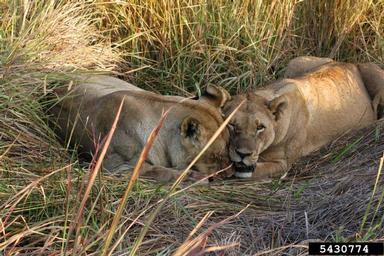 lion, Panthera leo  (Carnivora: Felidae) - 5430774