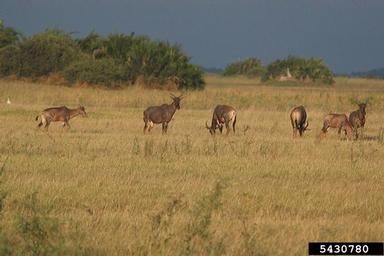 Lichtenstein's hartebeest, Sigmoceros lichtensteinii  (Artiodactyla: Bovidae) - 5430780