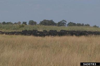cape buffalo, Syncerus caffer  (Artiodactyla: Bovidae) - 5430783