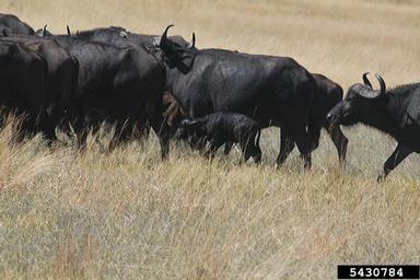 cape buffalo, Syncerus caffer  (Artiodactyla: Bovidae) - 5430784