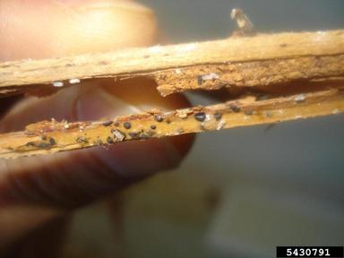 bed bug, Cimex lectularius  (Hemiptera: Cimicidae) - 5430791