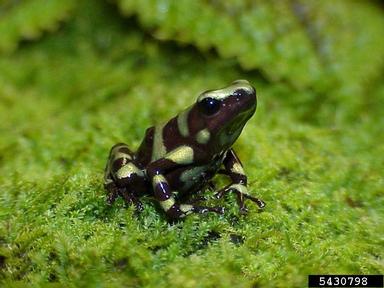 green and black dart-poison frog, Dendrobates auratus  (Anura: Dendrobatidae) - 5430798