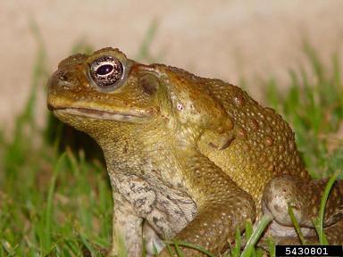 cane toad, Rhinella marina  (Anura: Bufonidae) - 5430801