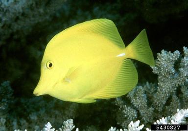 yellow tang, Zebrasoma flavescens  (Perciformes: Acanthuridae) - 5430827