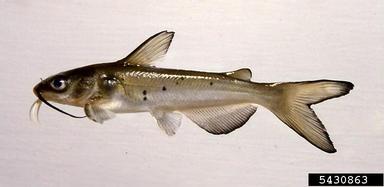 channel catfish, Ictalurus punctatus  (Siluriformes: Ictaluridae) - 5430863