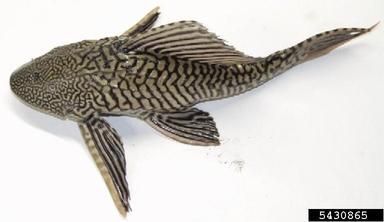 sailfin catfish, Pterygoplichthys spp.  (Siluriformes: Loricariidae) - 5430865