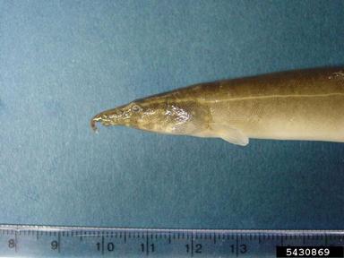 peacock eel, Macrognathus siamensis  (Synbranchiformes: Mastacembelidae) - 5430869